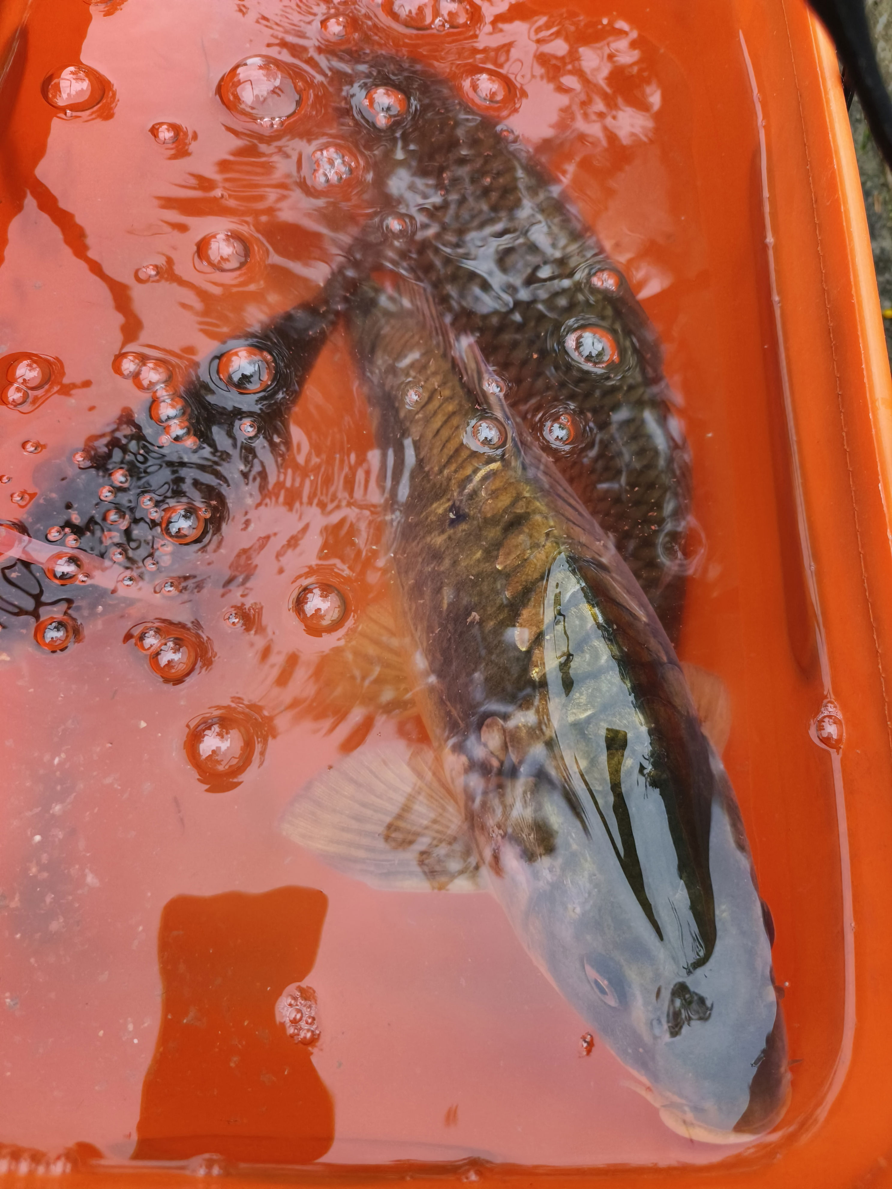 span, img, 面能更长时