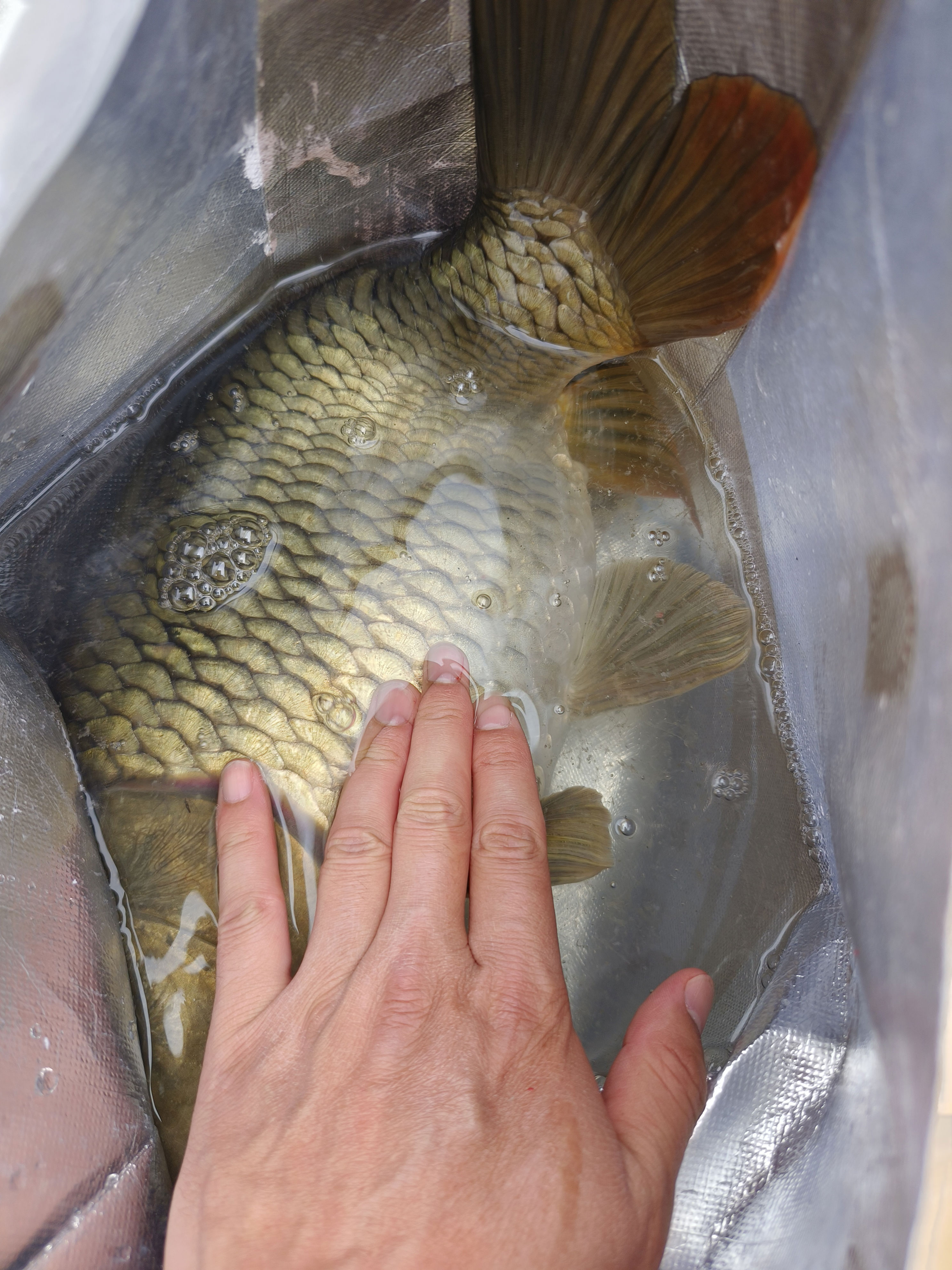 们大鲫大鲤, 容易在刺鱼